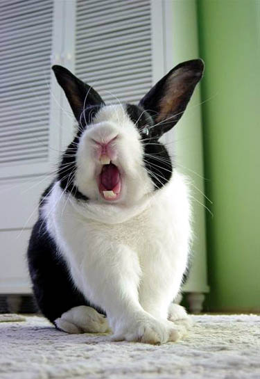 goofy rabbit
